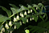 Polygonatum x hybridum RCP4-09 171.jpg